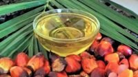 Palm Cooking Oil (SawitFest 2021-Wahyu karbadi) Palm Oil Magazine,