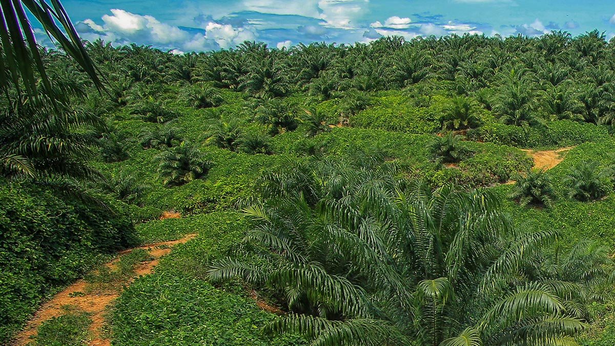 Palm Oil Often Blamed for Disasters, Farmers Urge Public to Revisit the Long History of Forest Degradation Palm Oil Magazine,
