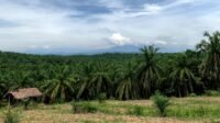 Rethinking Palm Oil: Why ESG Is Indonesia’s Strategic Path Forward Palm Oil Magazine