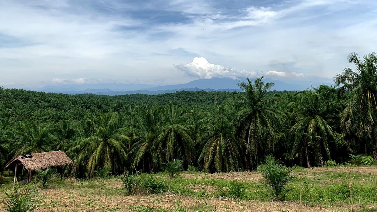Rethinking Palm Oil: Why ESG Is Indonesia’s Strategic Path Forward Palm Oil Magazine