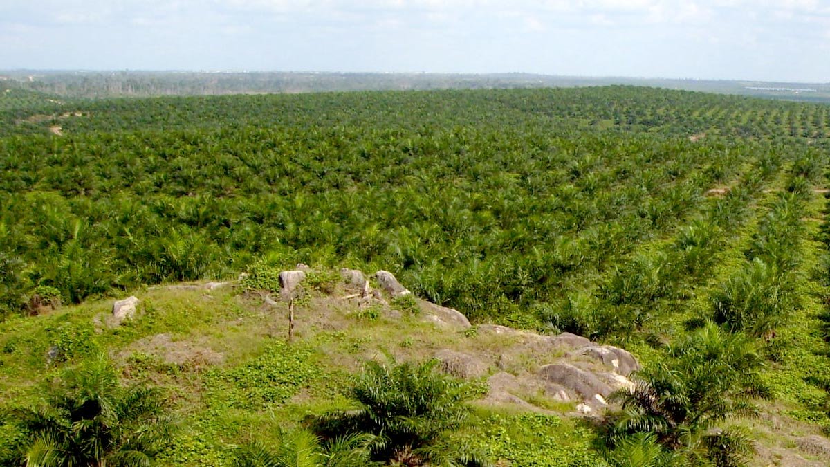 West Java Lawmakers Highlight Oil Palm Expansion Risks, Push for Environment-Friendly Crop Shift Palm Oil Magazine