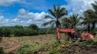 Land Status and Funding Gaps Remain Major Obstacles for Smallholder Palm Replanting Palm Oil Magazine