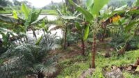 West Java Urged to Re-Verify Oil Palm Plantation Data Amid Growing Discrepancies Palm Oil Magazine