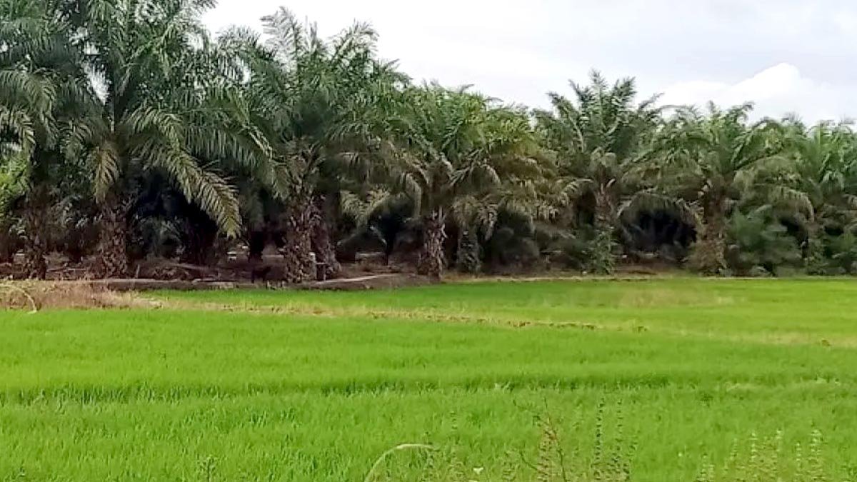 Palm Oil Magazine
