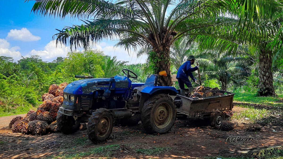 Riau Plasma FFB Prices Drop IDR 119.18/kg for February 25–March 3, 2026 Period Palm Oil Magazine