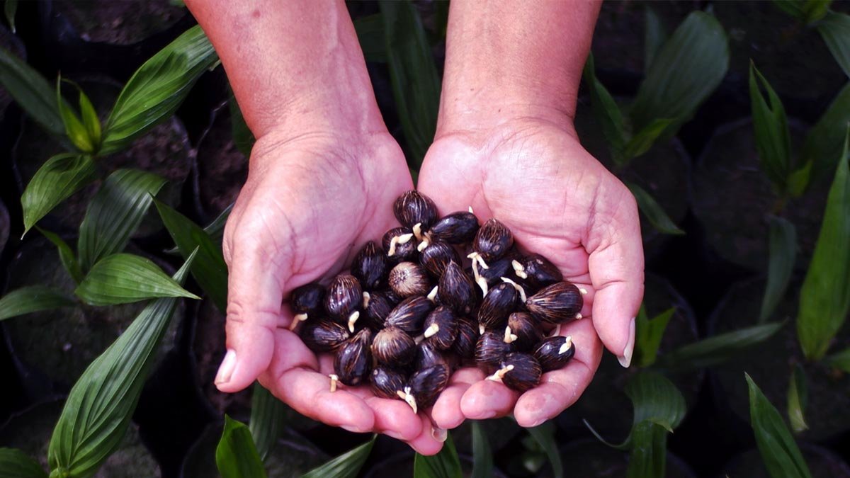 Lampung Authorities Foil Shipment of 5,250 Undocumented Oil Palm Seeds at Radin Inten II Airport Palm Oil Magazine