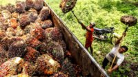 Jambi Palm Oil FFB Price Climbs to IDR 3,669.78/kg for March 13–April 2, 2026 Period Palm Oil Magazine