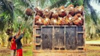 Riau Plasma Palm Oil FFB Price Rises by IDR 109/kg in March 11–17, 2026 Period Palm Oil Magazine