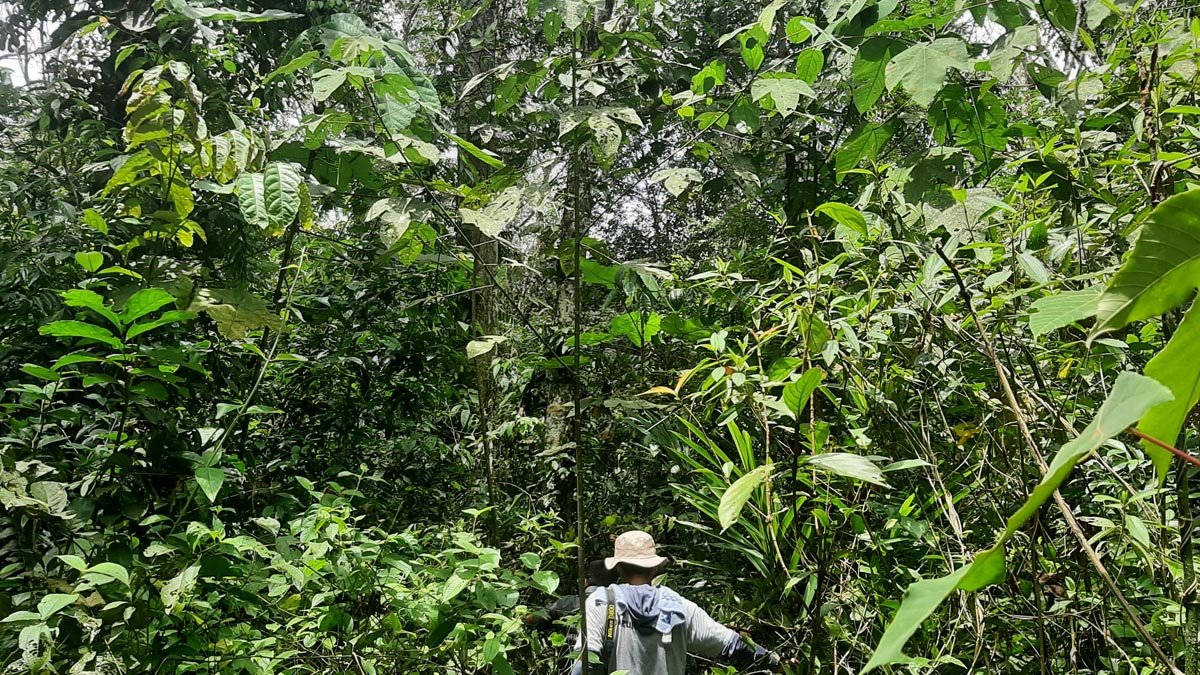 Indonesia’s Social Forestry Model Boosts Sustainable Livelihoods While Protecting Forests Palm Oil Magazine