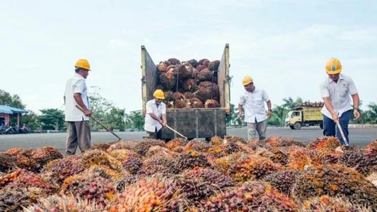 Palm Oil Magazine