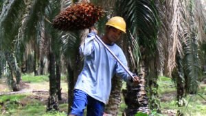 Palm Oil Magazine