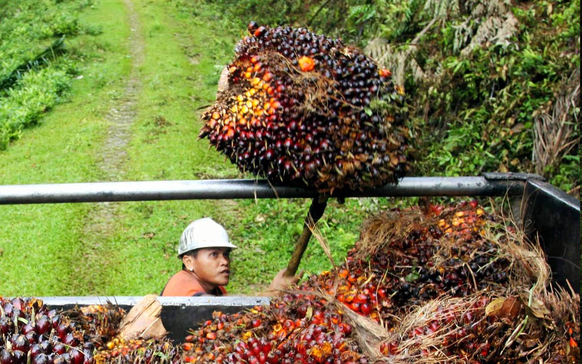 Palm Oil Magazine