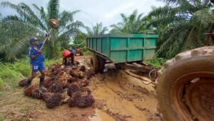Palm Oil Magazine