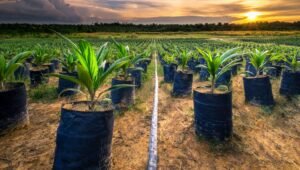 Palm Oil Magazine