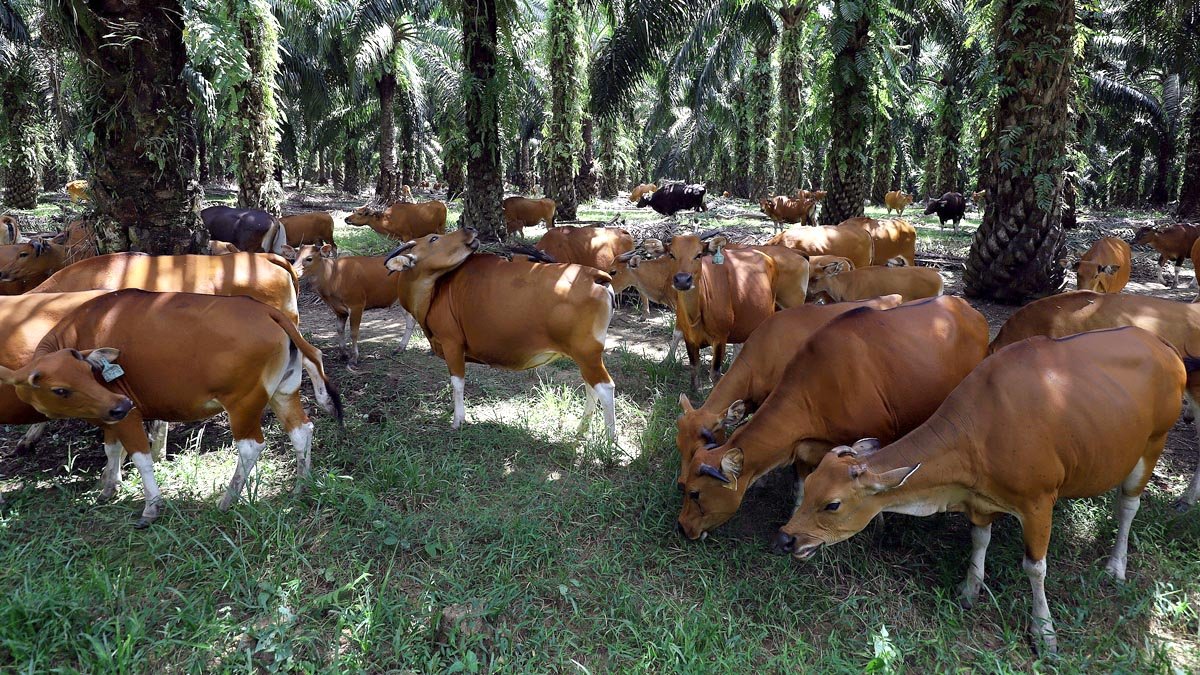 Palm Oil Magazine