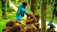 Palm Oil Magazine