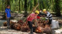 Palm Oil Magazine