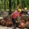 Palm Oil Magazine