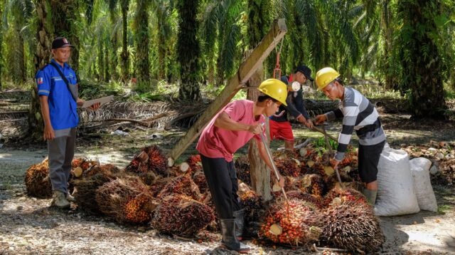 Palm Oil Magazine