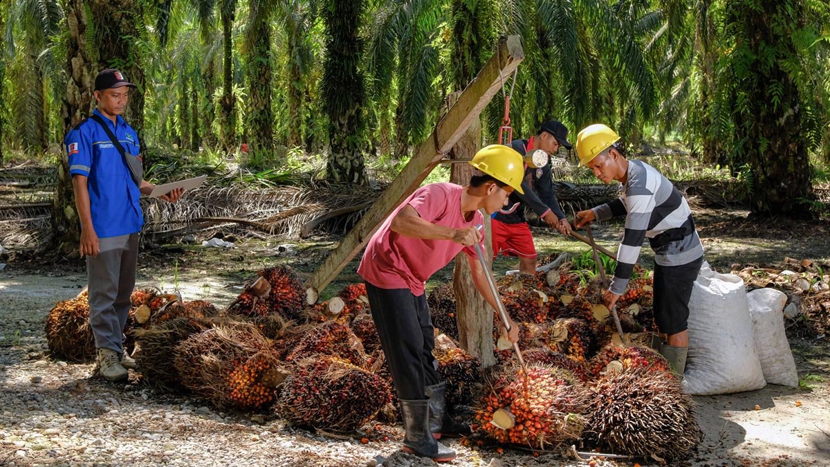 Palm Oil Magazine