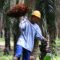 Palm Oil Magazine