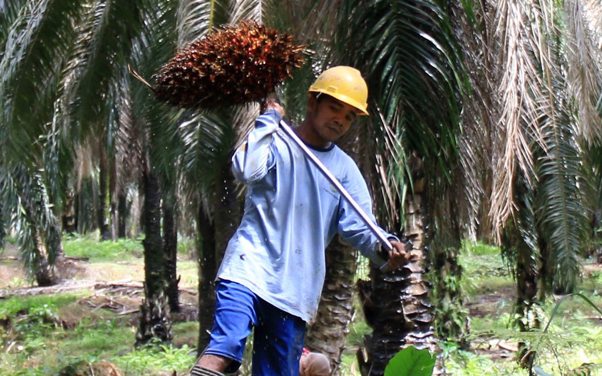 Palm Oil Magazine