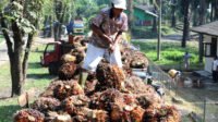 North Sumatra FFB Prices Weaken Amid Lower CPO Market Trend Palm Oil Magazine
