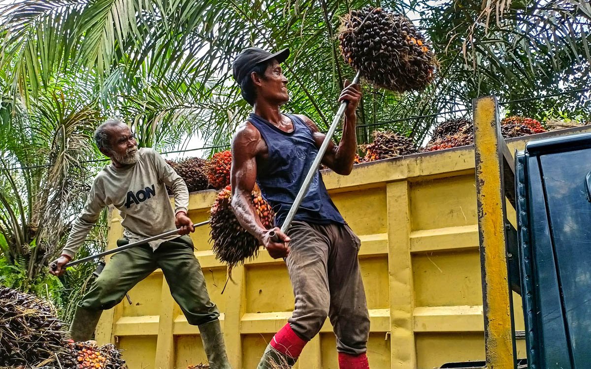 Palm Oil Magazine