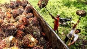 Palm Oil Magazine