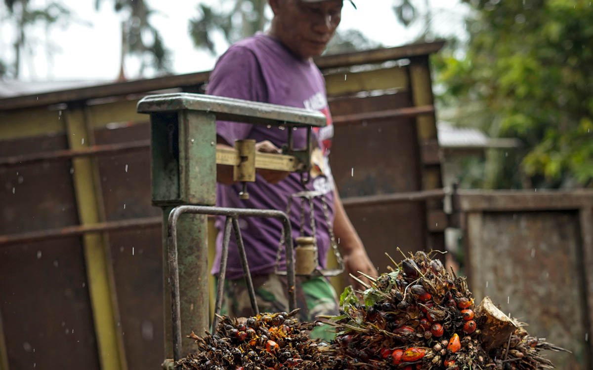 Palm Oil Magazine