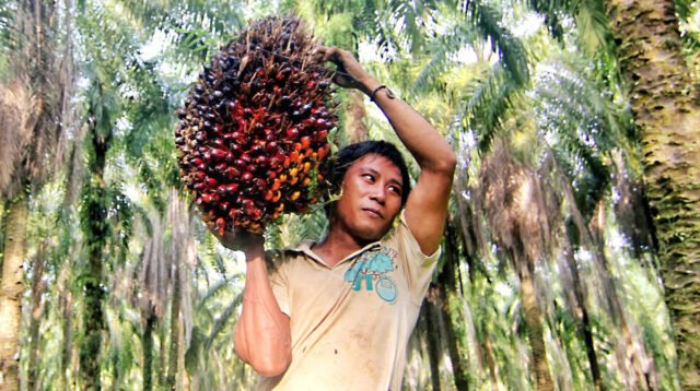 Palm Oil Magazine