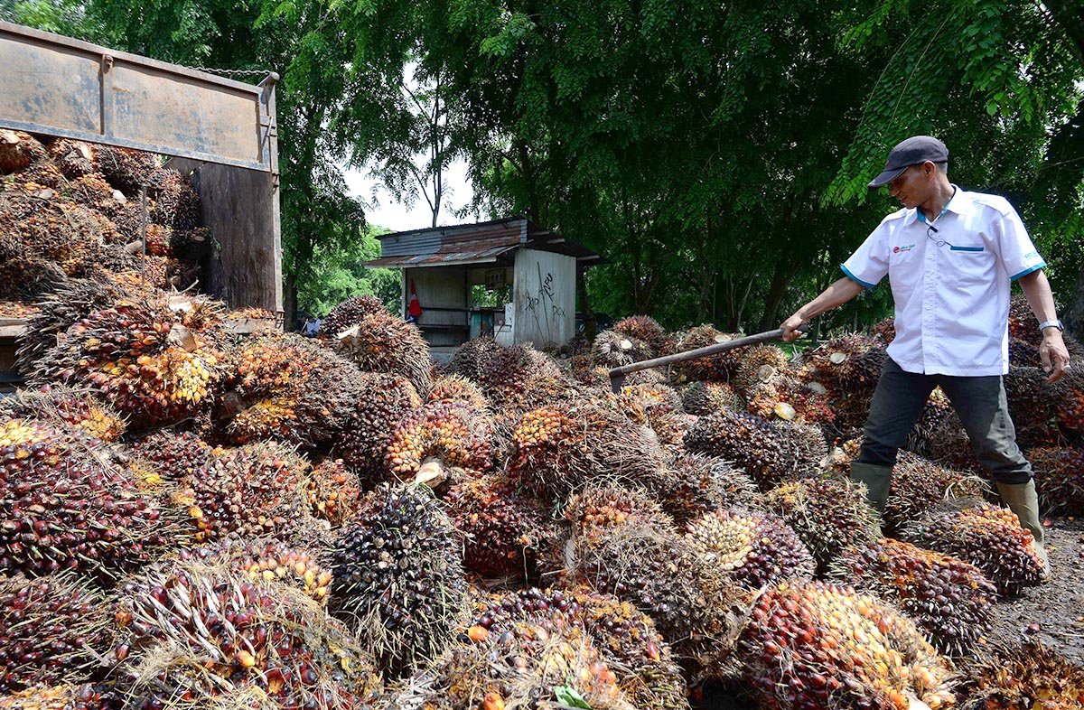 Palm Oil Magazine