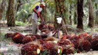 Riau Government Moves to Protect Palm Oil Farmers Amid Sharp Decline in FFB Prices Palm Oil Magazine