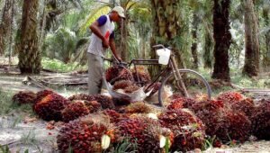 Palm Oil Magazine