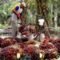 Palm Oil Magazine