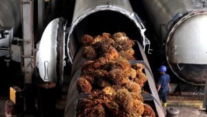 Palm Oil Magazine