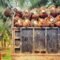 Palm Oil Magazine