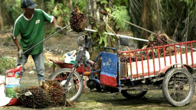 Palm Oil Magazine