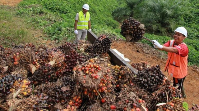 Palm Oil Magazine