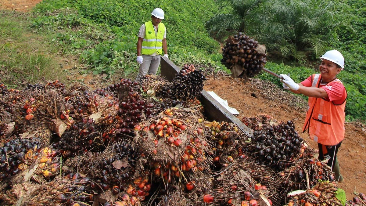 Palm Oil Magazine