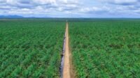 Palm Oil Magazine