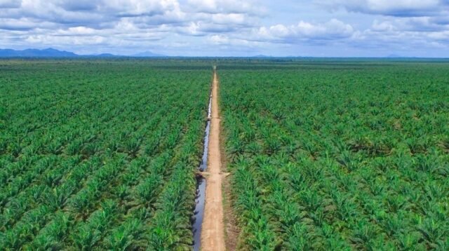Palm Oil Magazine