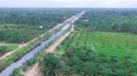 Palm Oil Magazine