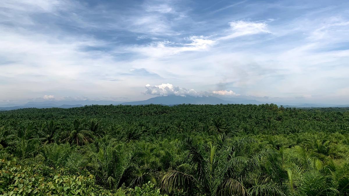 Palm Oil Magazine