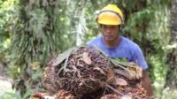 Palm Oil Magazine