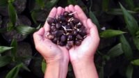 Palm Oil Magazine