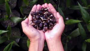 Palm Oil Magazine