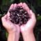 Palm Oil Magazine