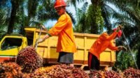 Palm Oil Magazine