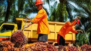 Palm Oil Magazine